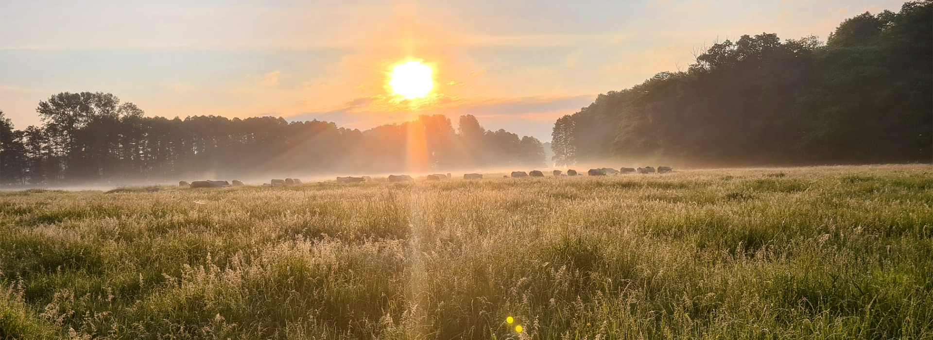 Weide bei Sonnenaufgang