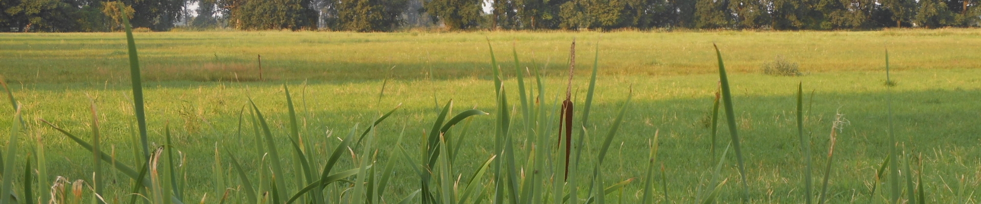 Rasenfeld