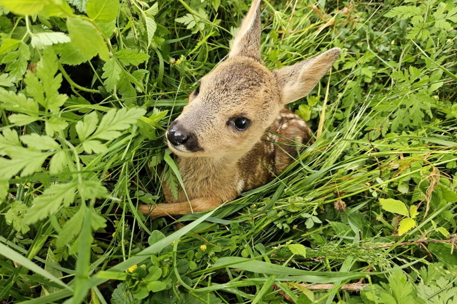 Rehkitz im Gras