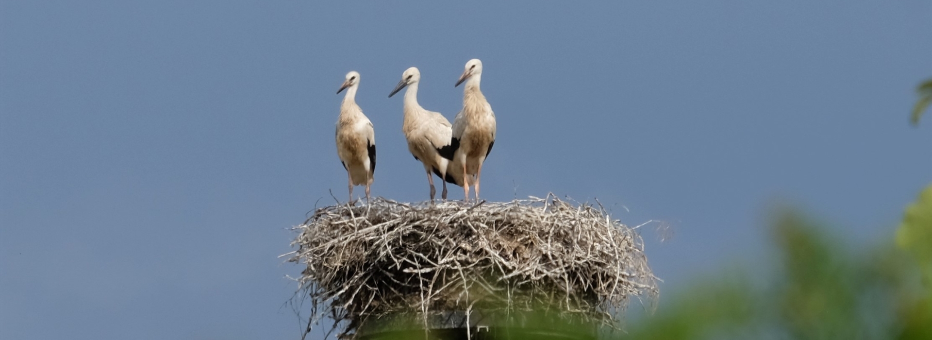 Bannerbild