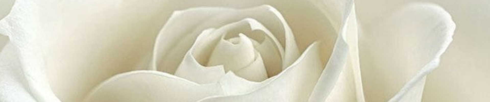 Bannerbild