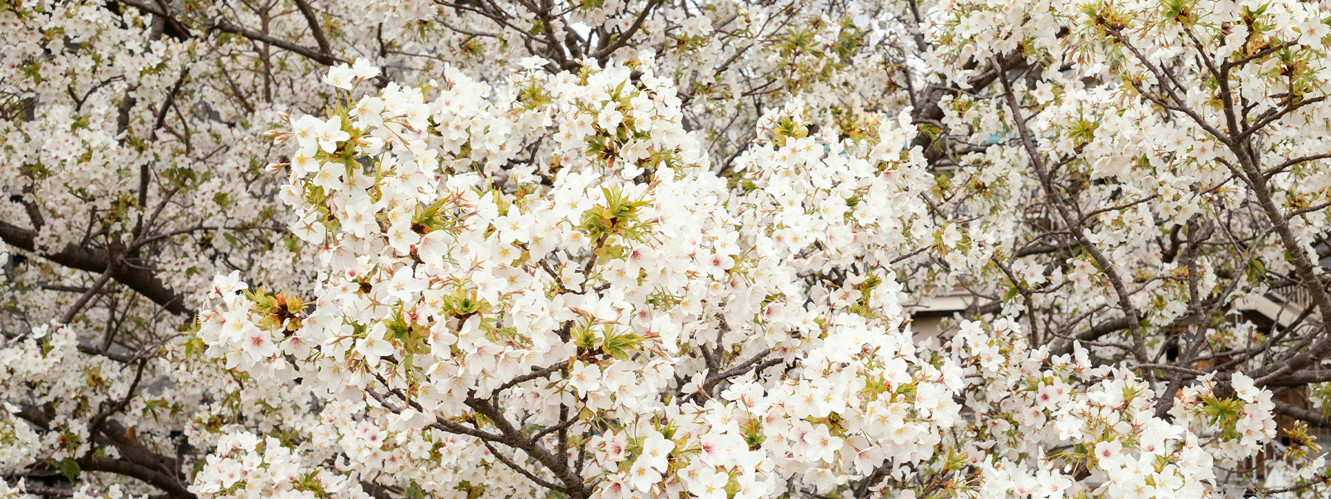 Bannerbild