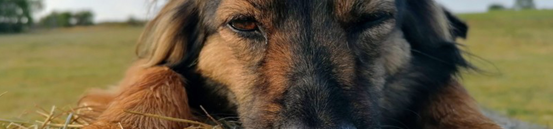 Bannerbild