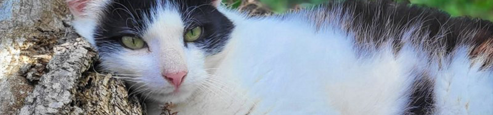Bannerbild