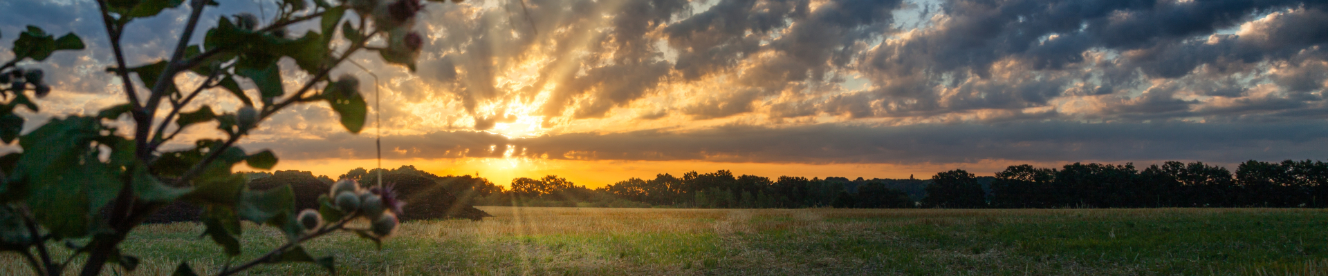 Bannerbild