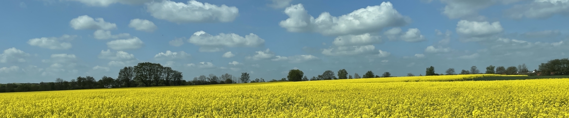 Bannerbild