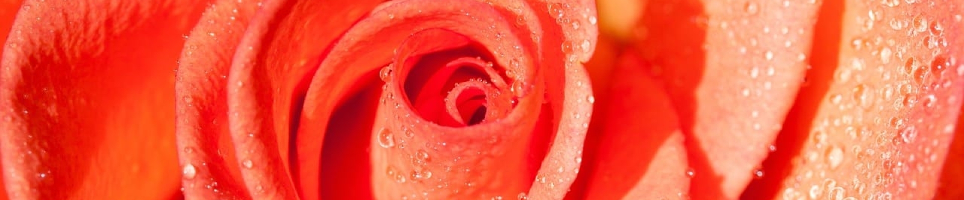 Bannerbild