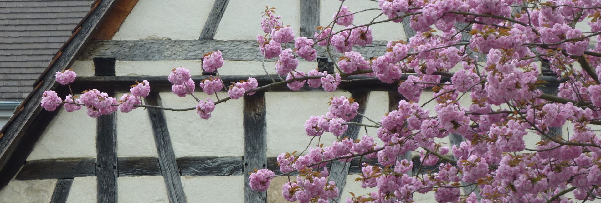 Bannerbild