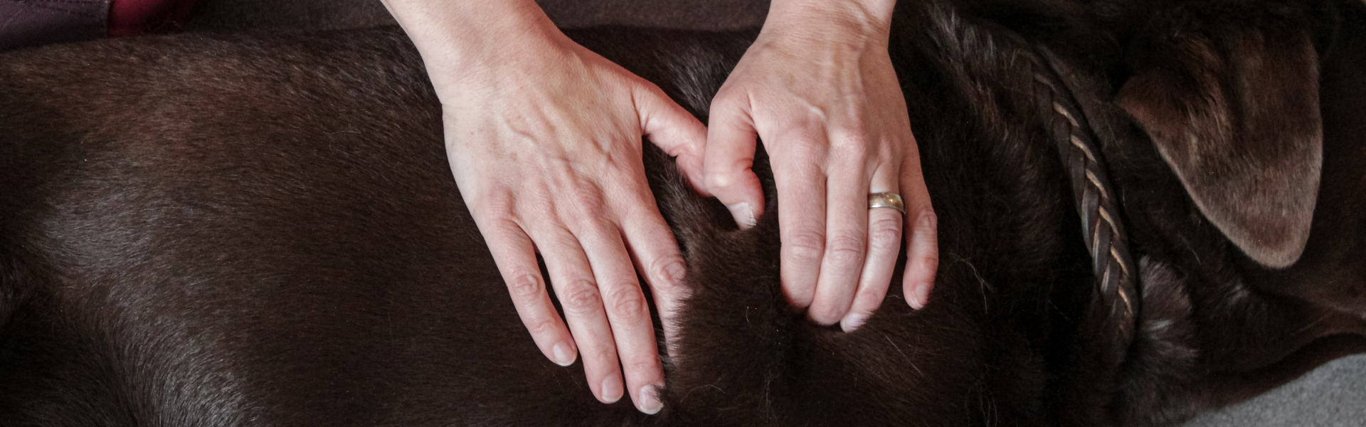 Bannerbild