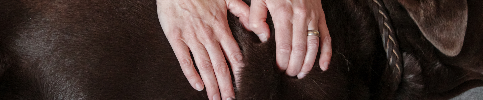 Bannerbild