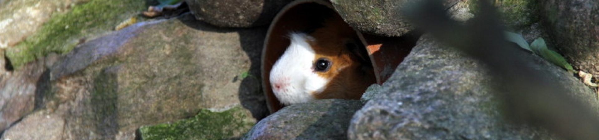 Bannerbild