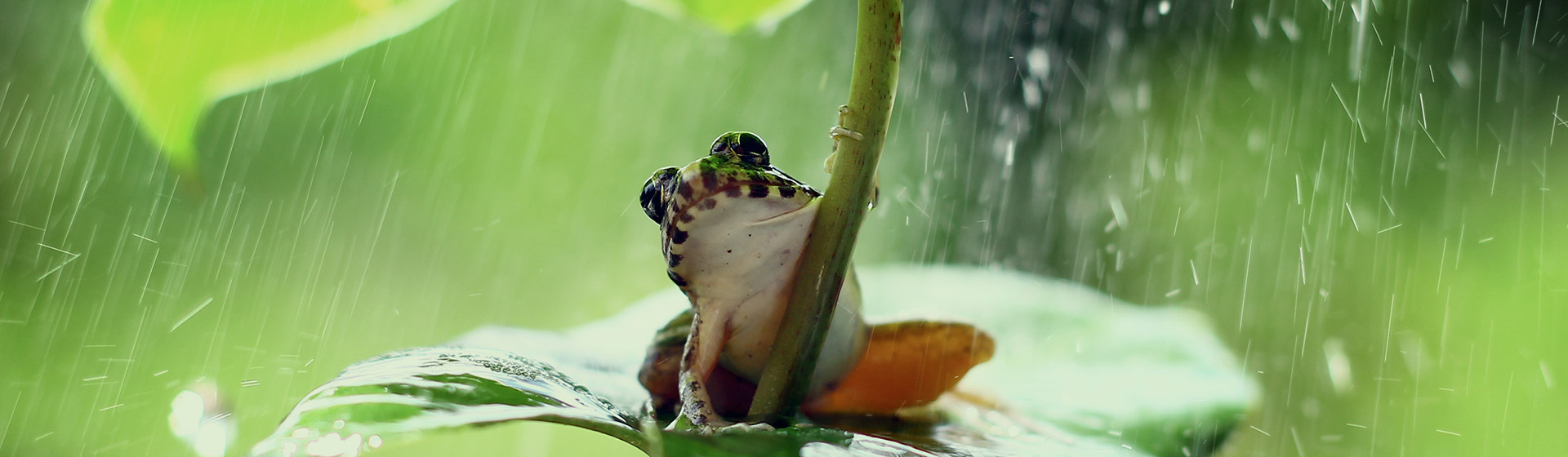 Bannerbild