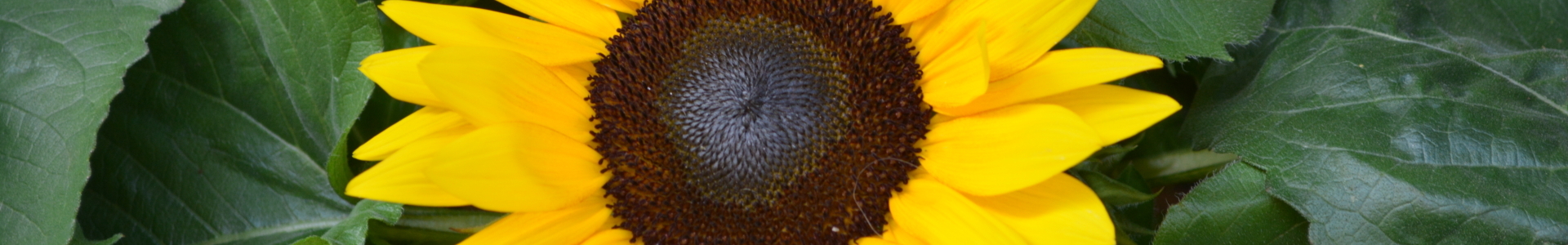 Sonnenblume
