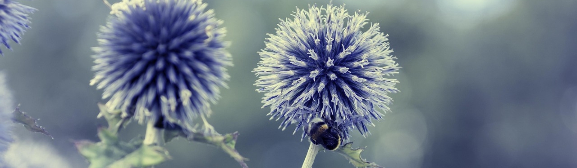 Bannerbild