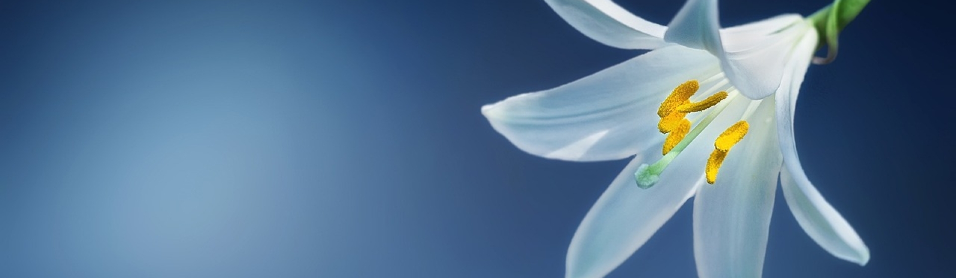 Bannerbild