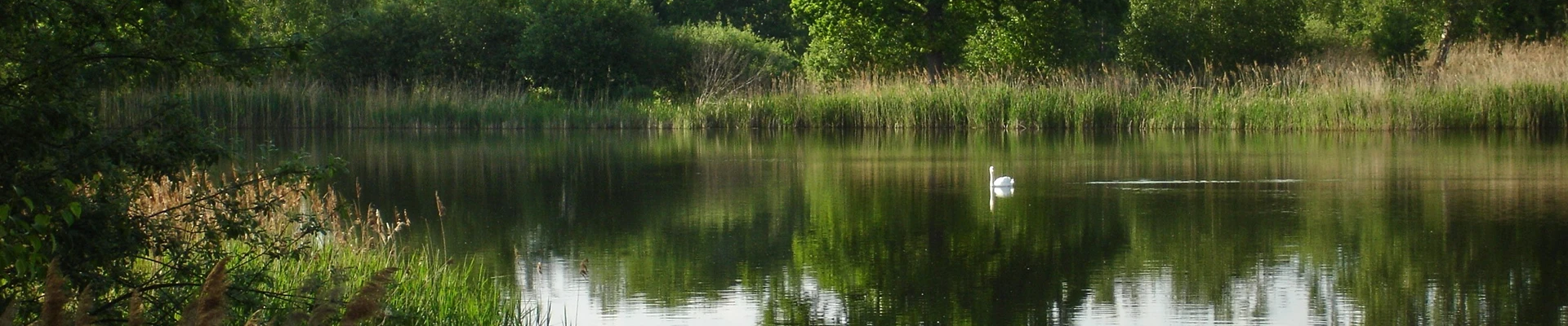 Bannerbild