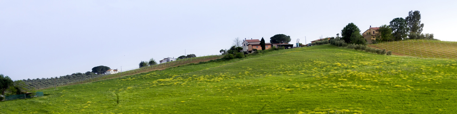 Bannerbild