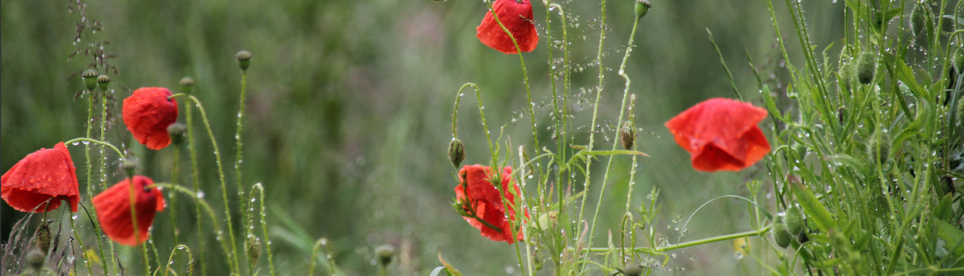 Bannerbild