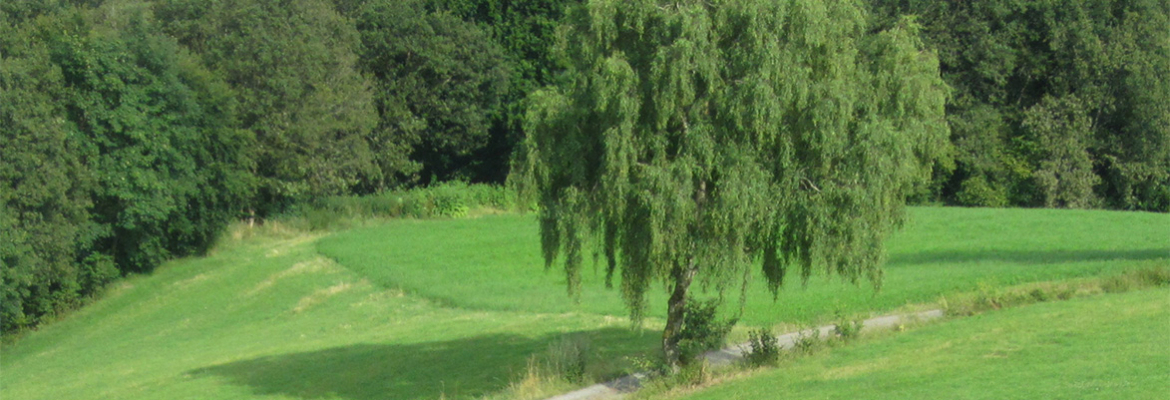 Hügel mit Baum