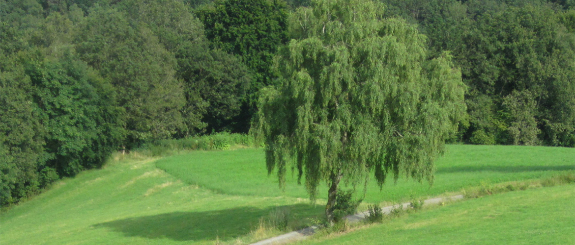 Hügel mit Baum