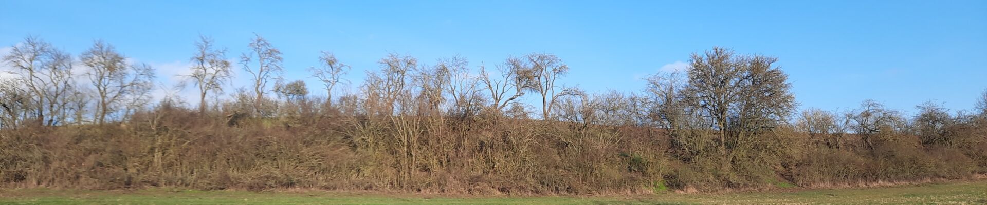 Bannerbild