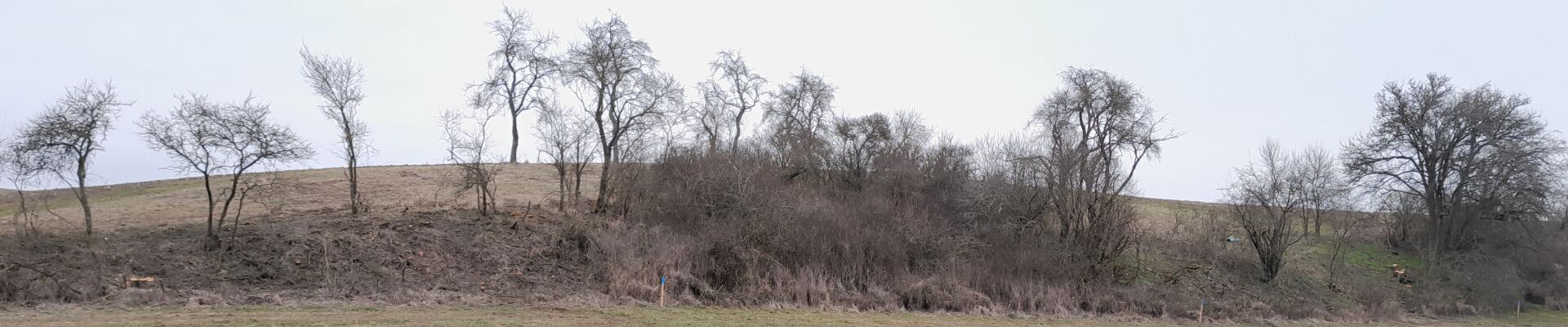 Bannerbild