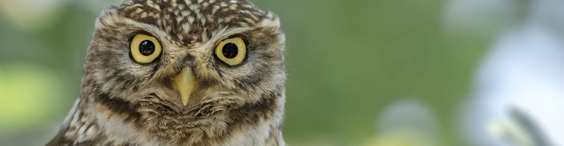 Bannerbild
