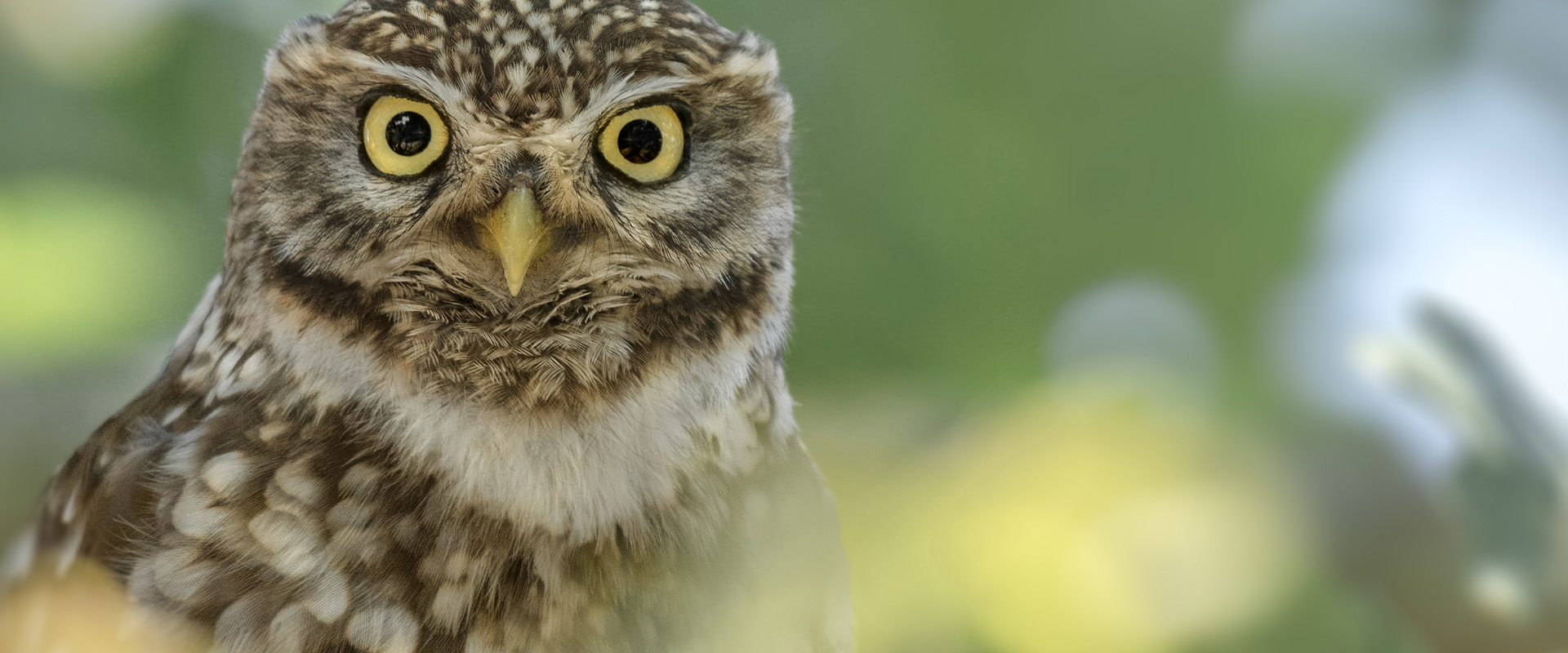 Bannerbild