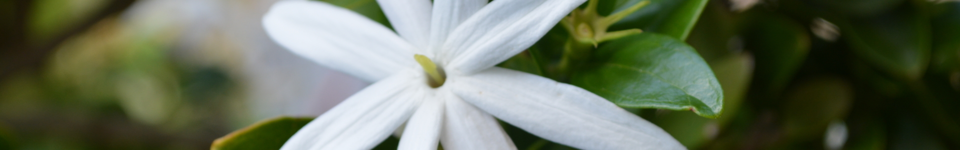 Jasmin
