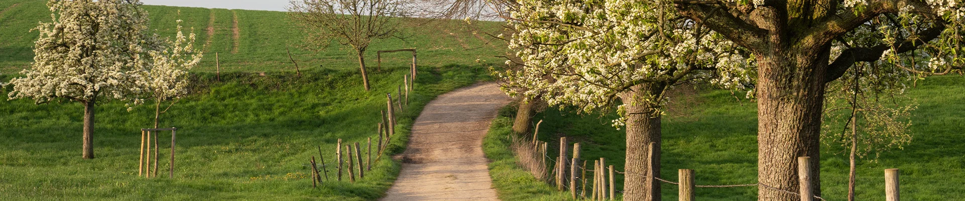 Bannerbild