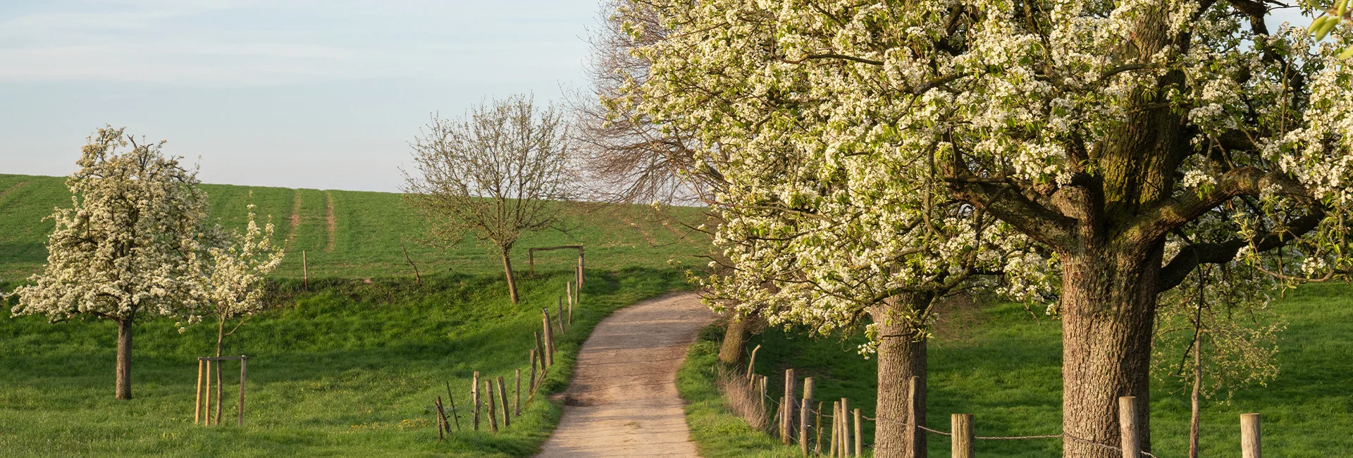 Bannerbild