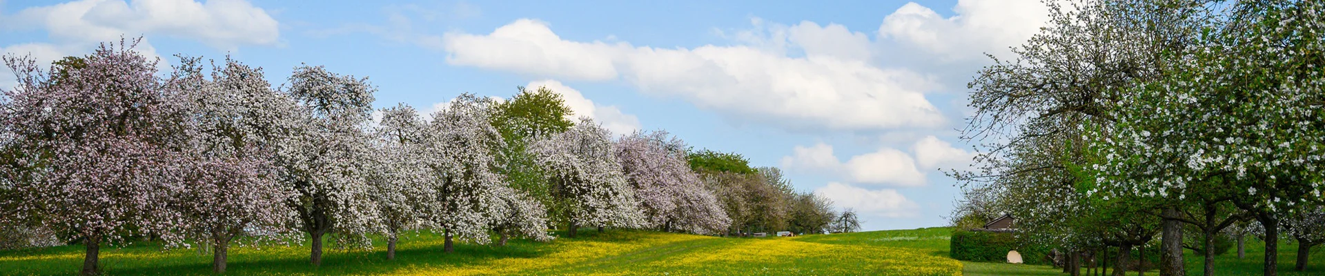 Bannerbild