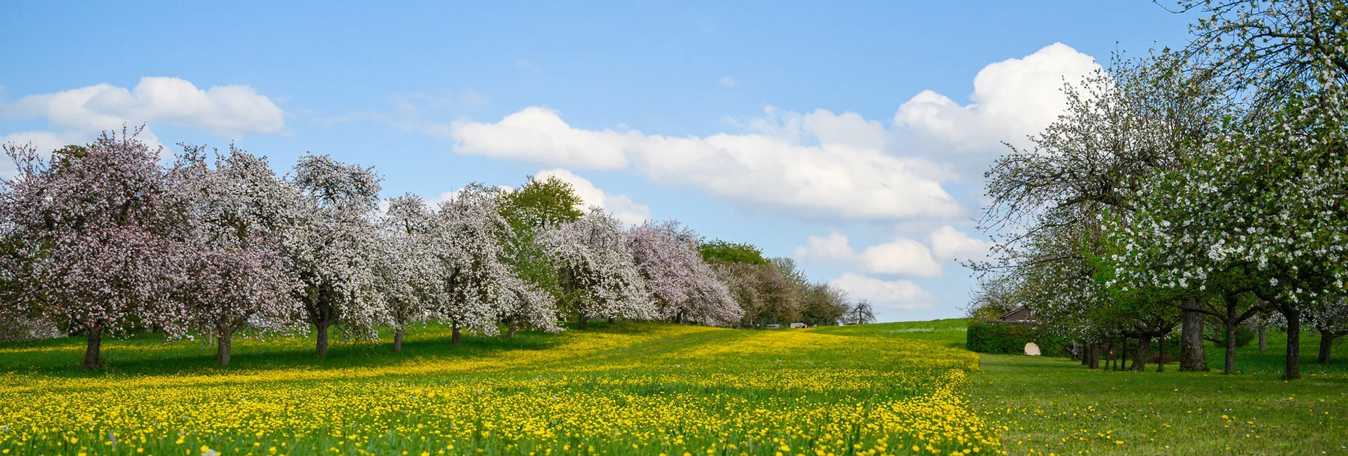 Bannerbild