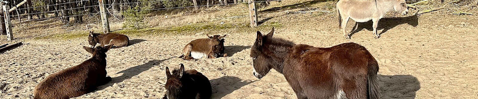 © Eselfreunde im Havelland e.V. | zur Startseite