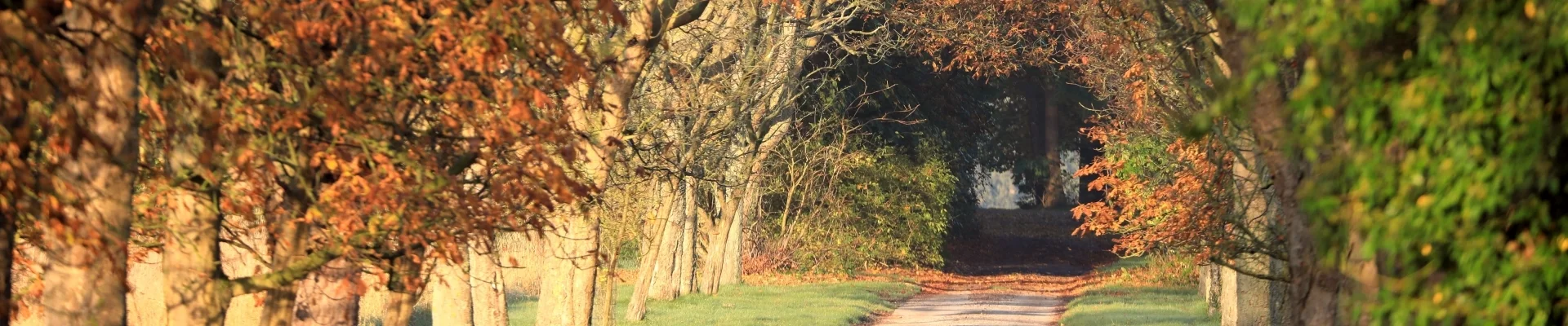 Bannerbild