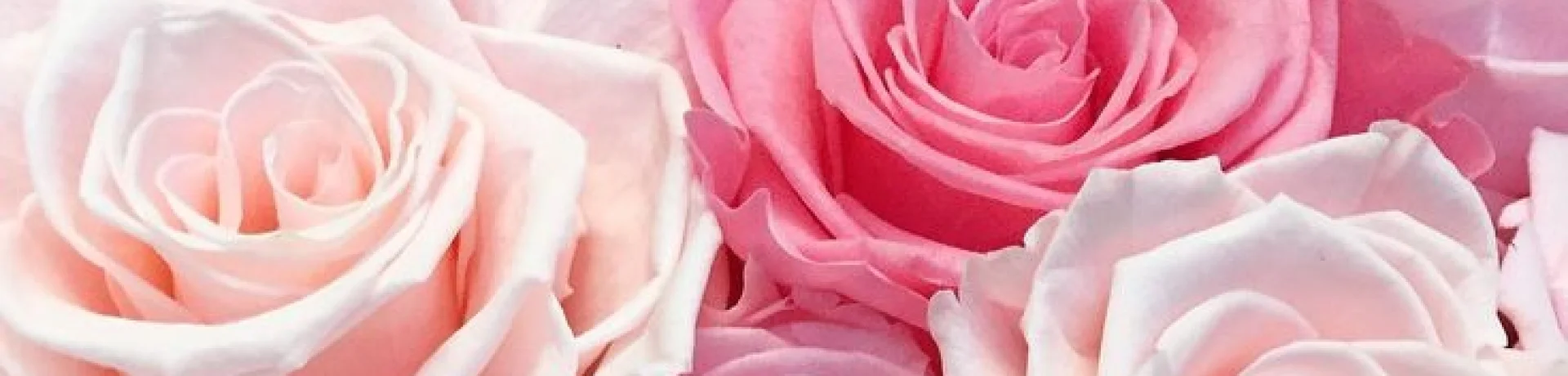 Bannerbild