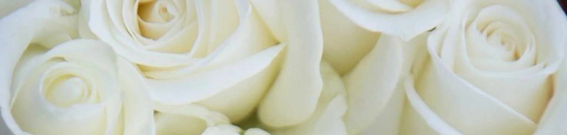 Bannerbild