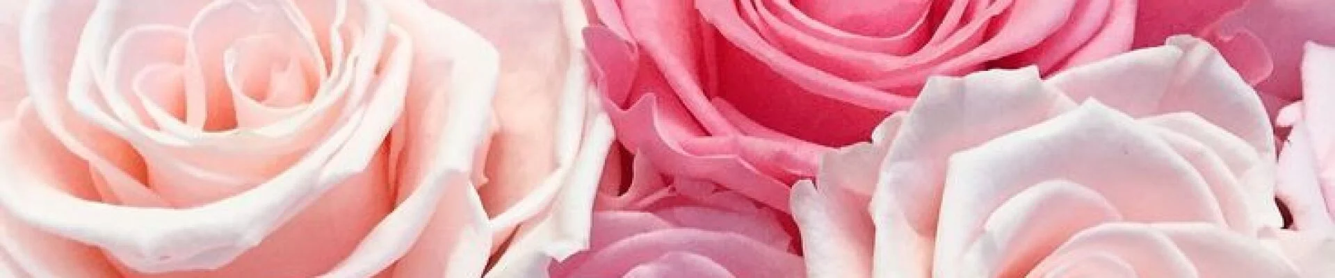 Bannerbild
