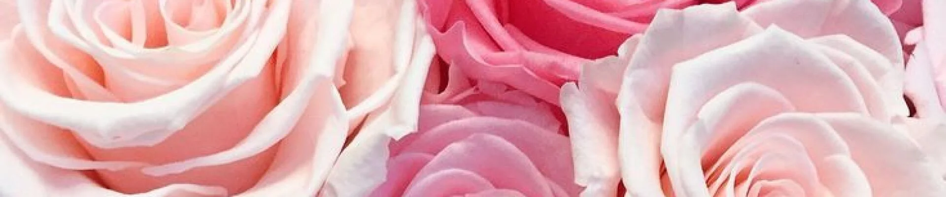 Bannerbild