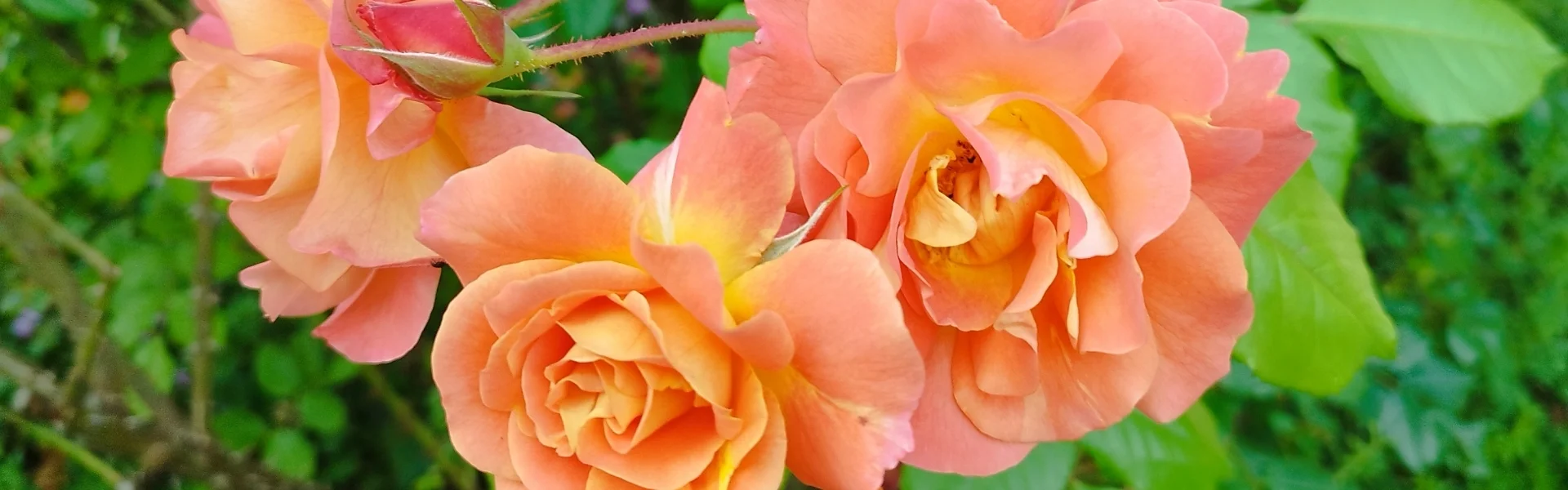 Bannerbild