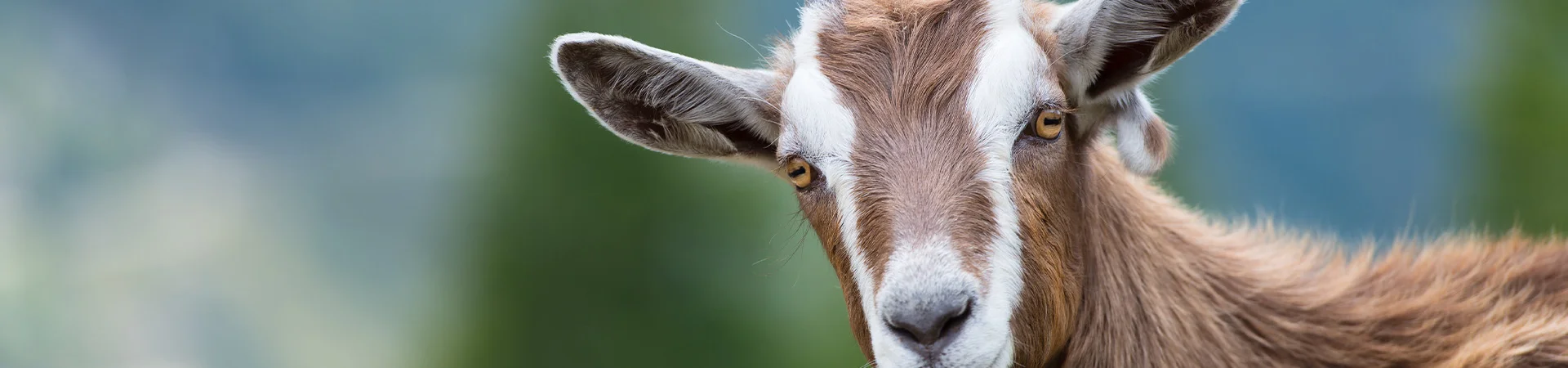 Ziege schaut einen an