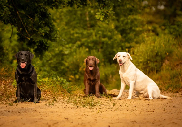 Bannerbild
