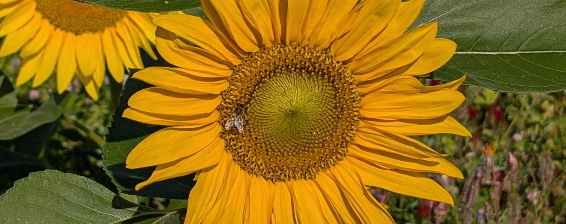 Biene auf Sonnenblume
