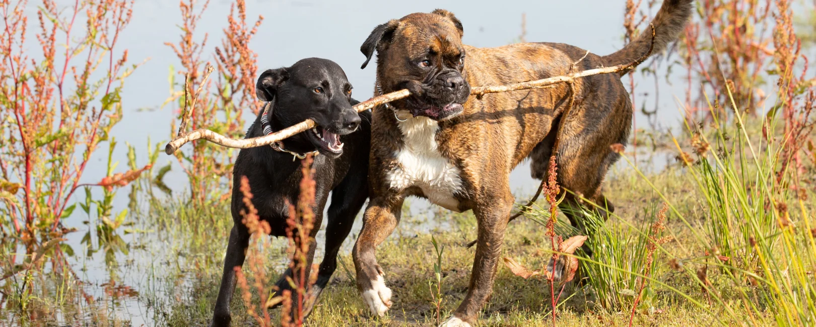 Bannerbild