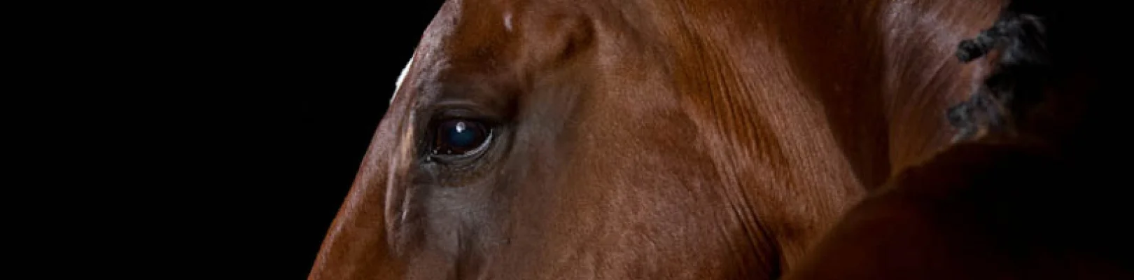 Bannerbild