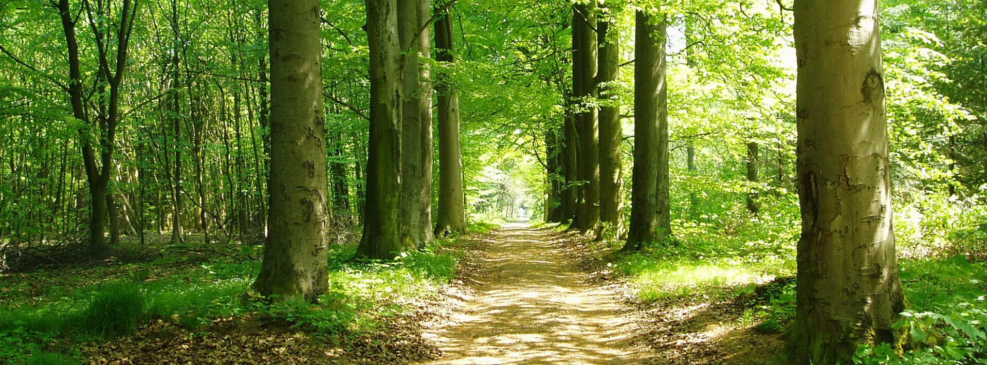 Bannerbild