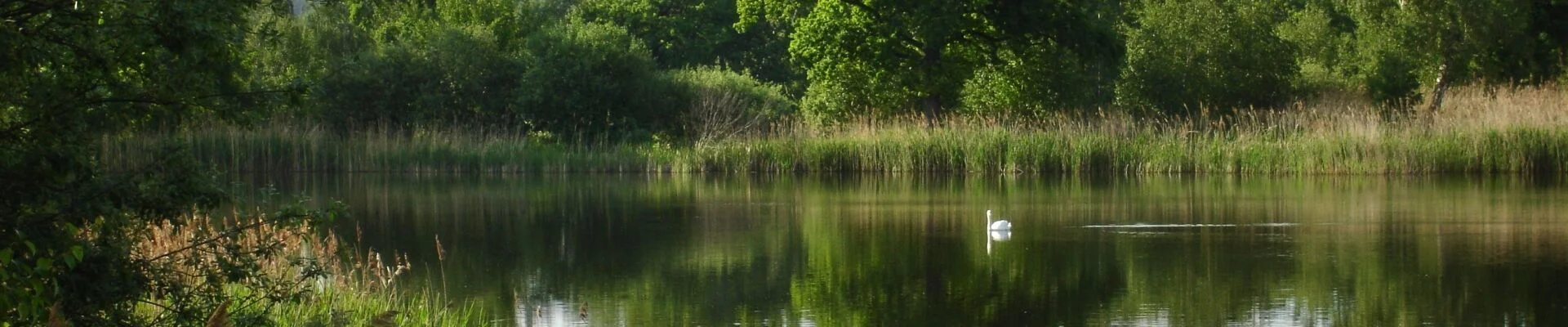 Bannerbild