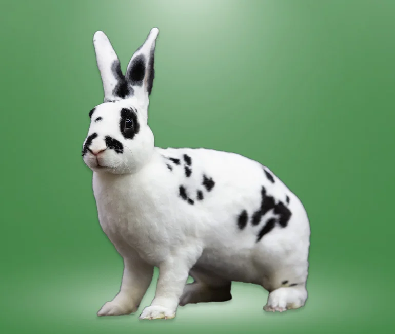 Bannerbild