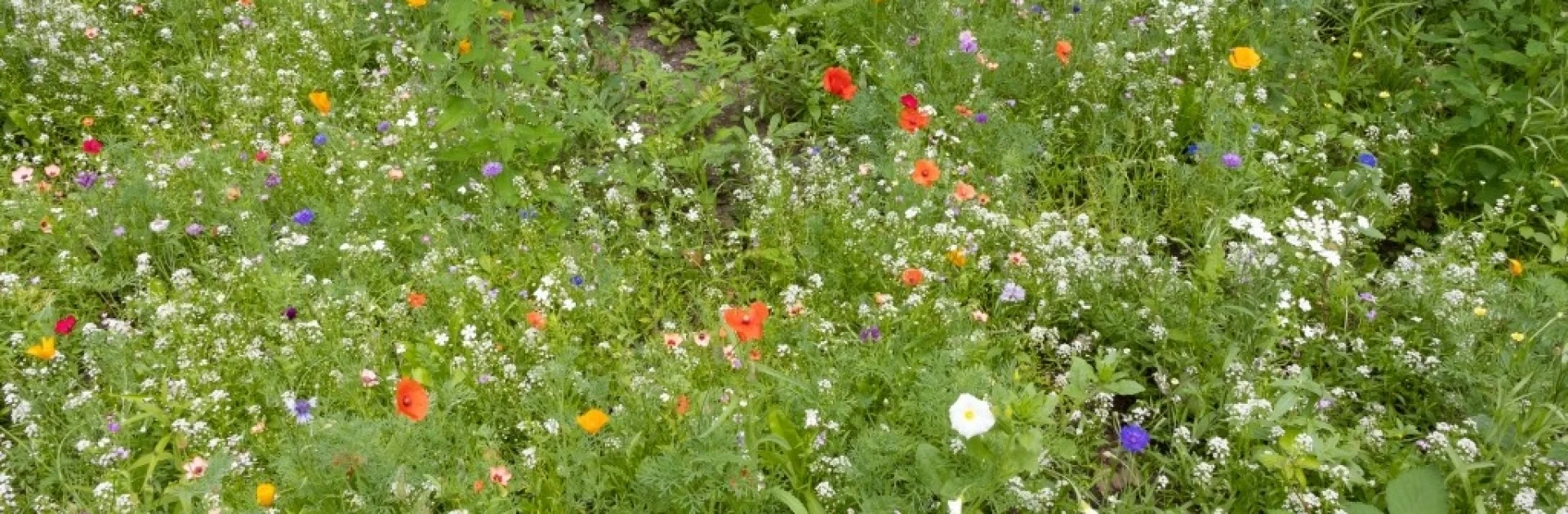 Bannerbild