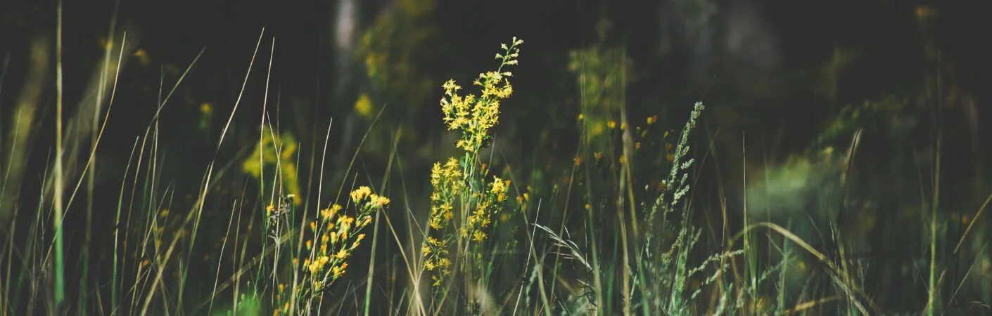 Bannerbild